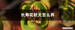 长寿花秋天怎么养护 长寿花秋天怎么养