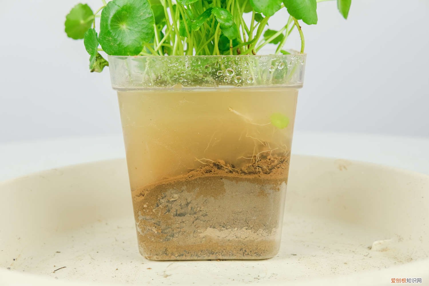 铜钱草怎么过冬水培 铜钱草怎么过冬