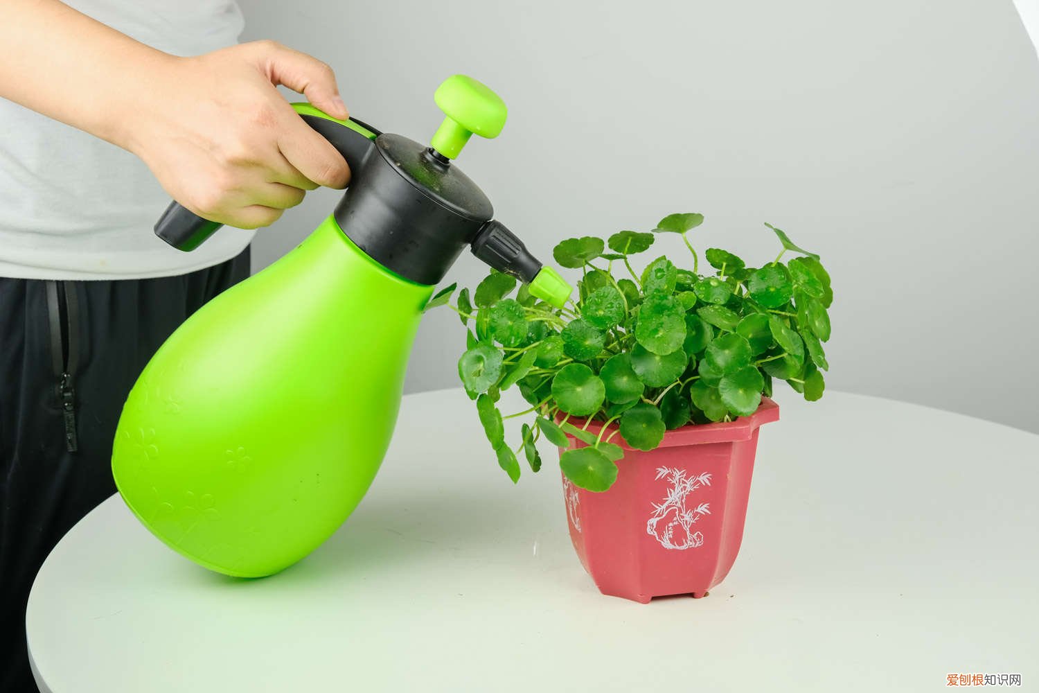 铜钱草怎么过冬水培 铜钱草怎么过冬