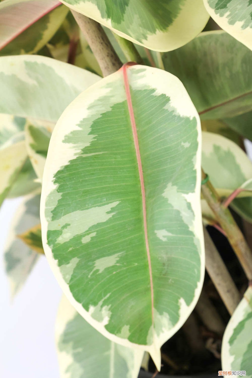 橡皮树泡水生根的方法在几月份 橡皮树泡水生根的方法