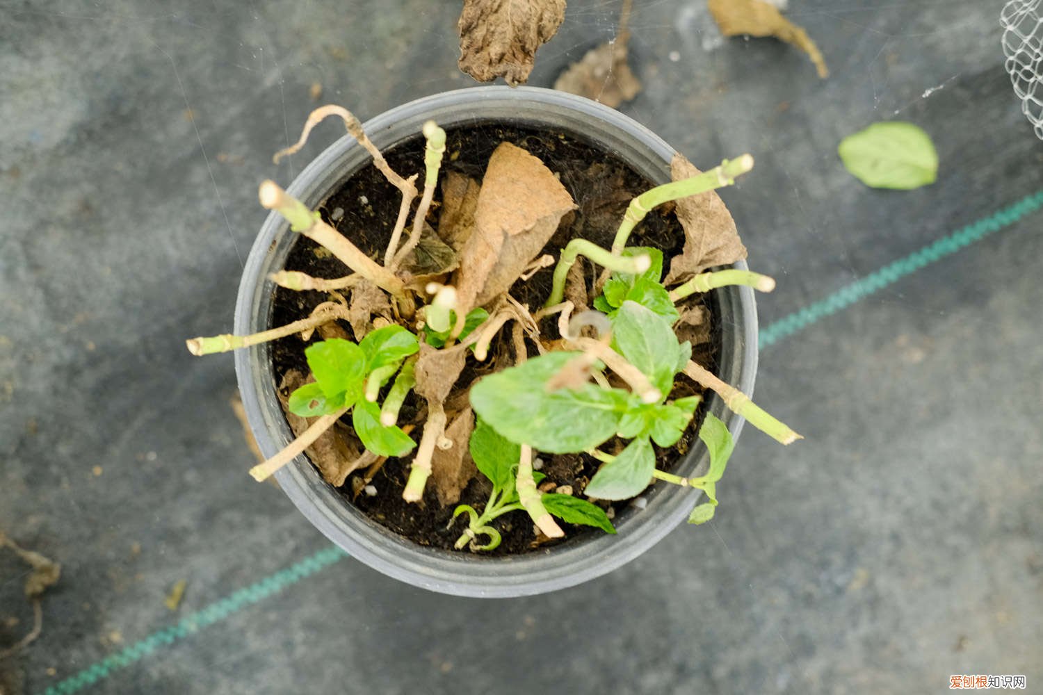 绣球花几月份可以扦插活 绣球花几月份可以扦插