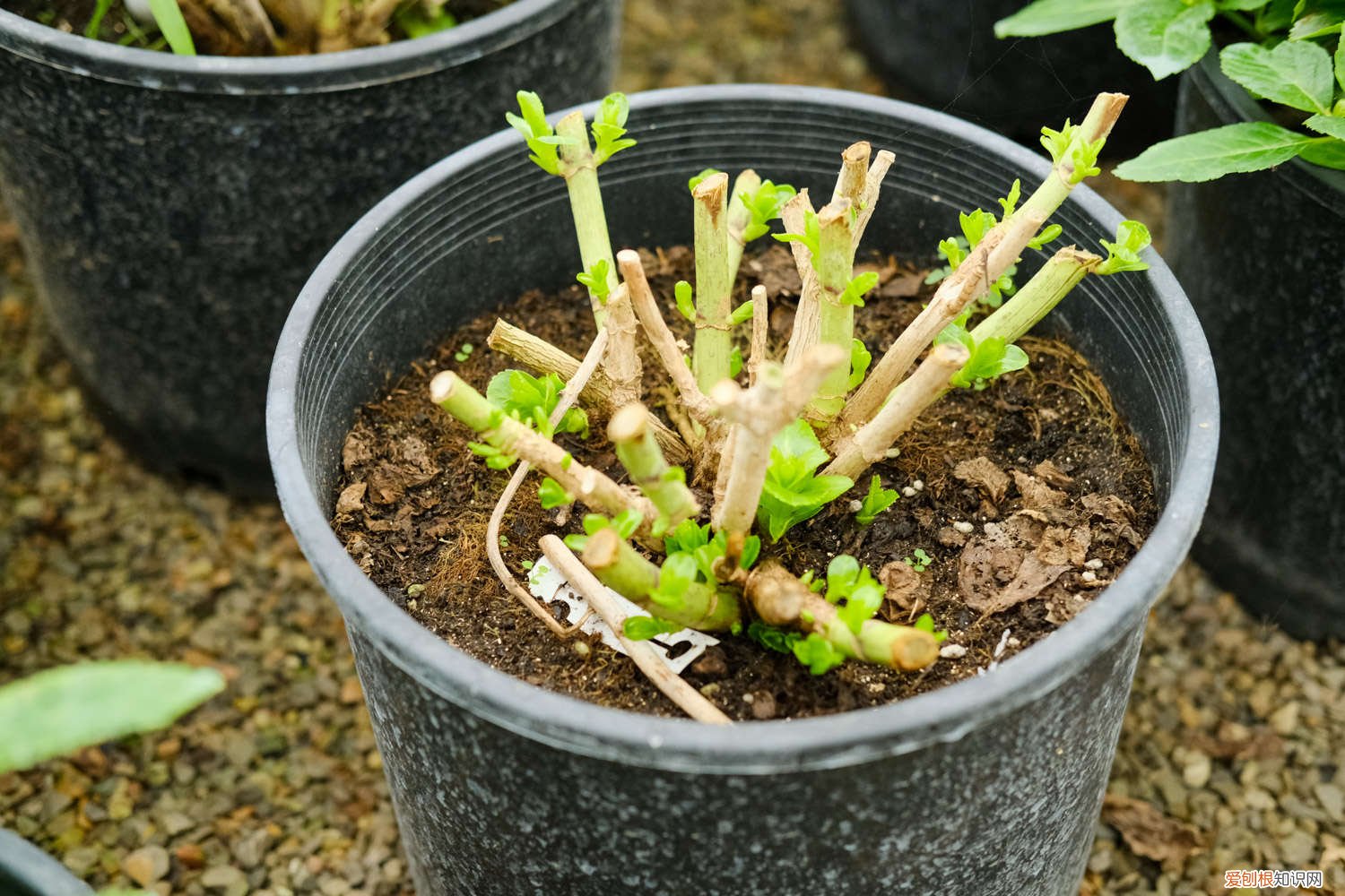 绣球花几月份可以扦插活 绣球花几月份可以扦插