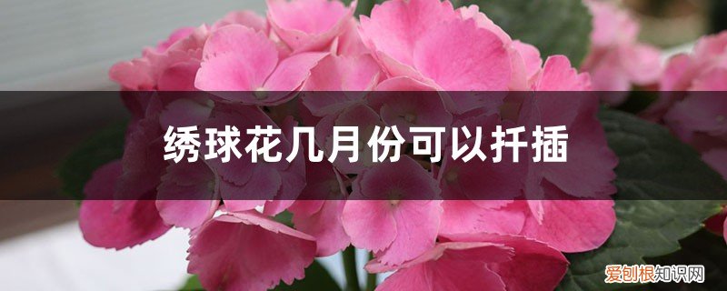 绣球花几月份可以扦插活 绣球花几月份可以扦插