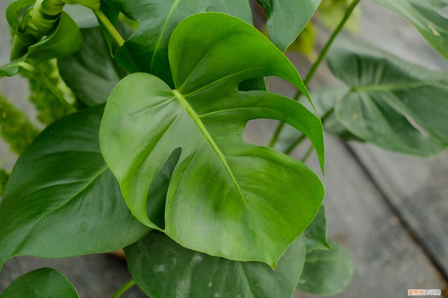 龟背竹适合冬天养吗 龟背竹秋天怎么养