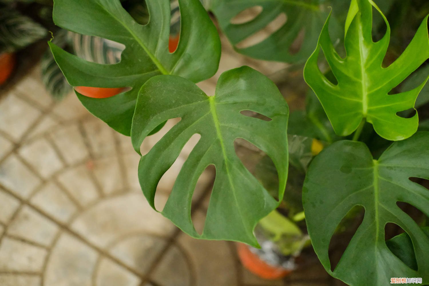 龟背竹适合冬天养吗 龟背竹秋天怎么养