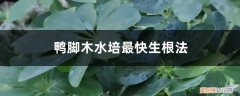 鸭脚木的水培方法 鸭脚木水培最快生根法