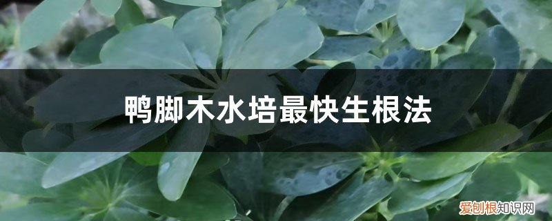 鸭脚木的水培方法 鸭脚木水培最快生根法