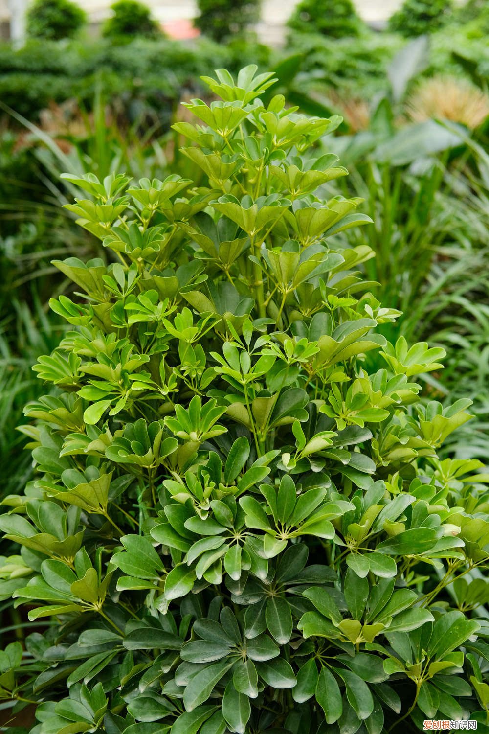鸭脚木的水培方法 鸭脚木水培最快生根法