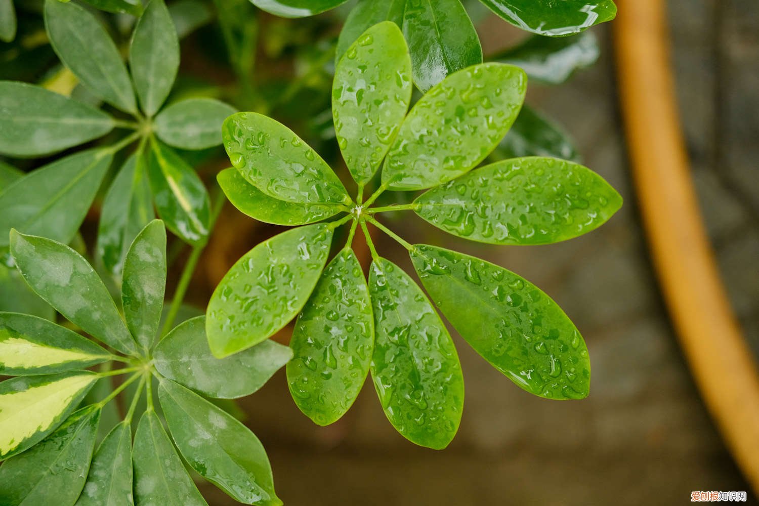 鸭脚木的水培方法 鸭脚木水培最快生根法