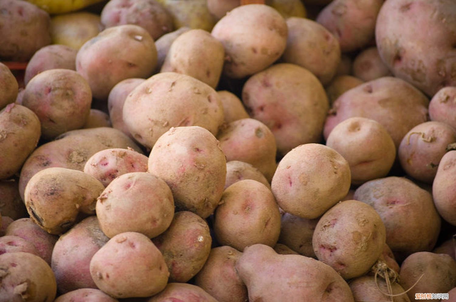 四川土豆什么时候种最合适 土豆什么时候种最合适