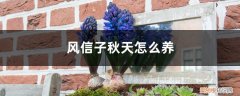 风信子秋天怎样种植 风信子秋天怎么养