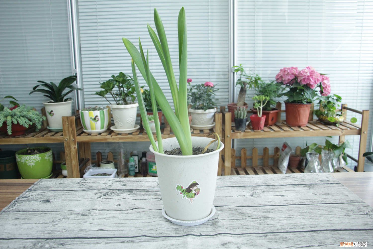 风信子秋天怎样种植 风信子秋天怎么养