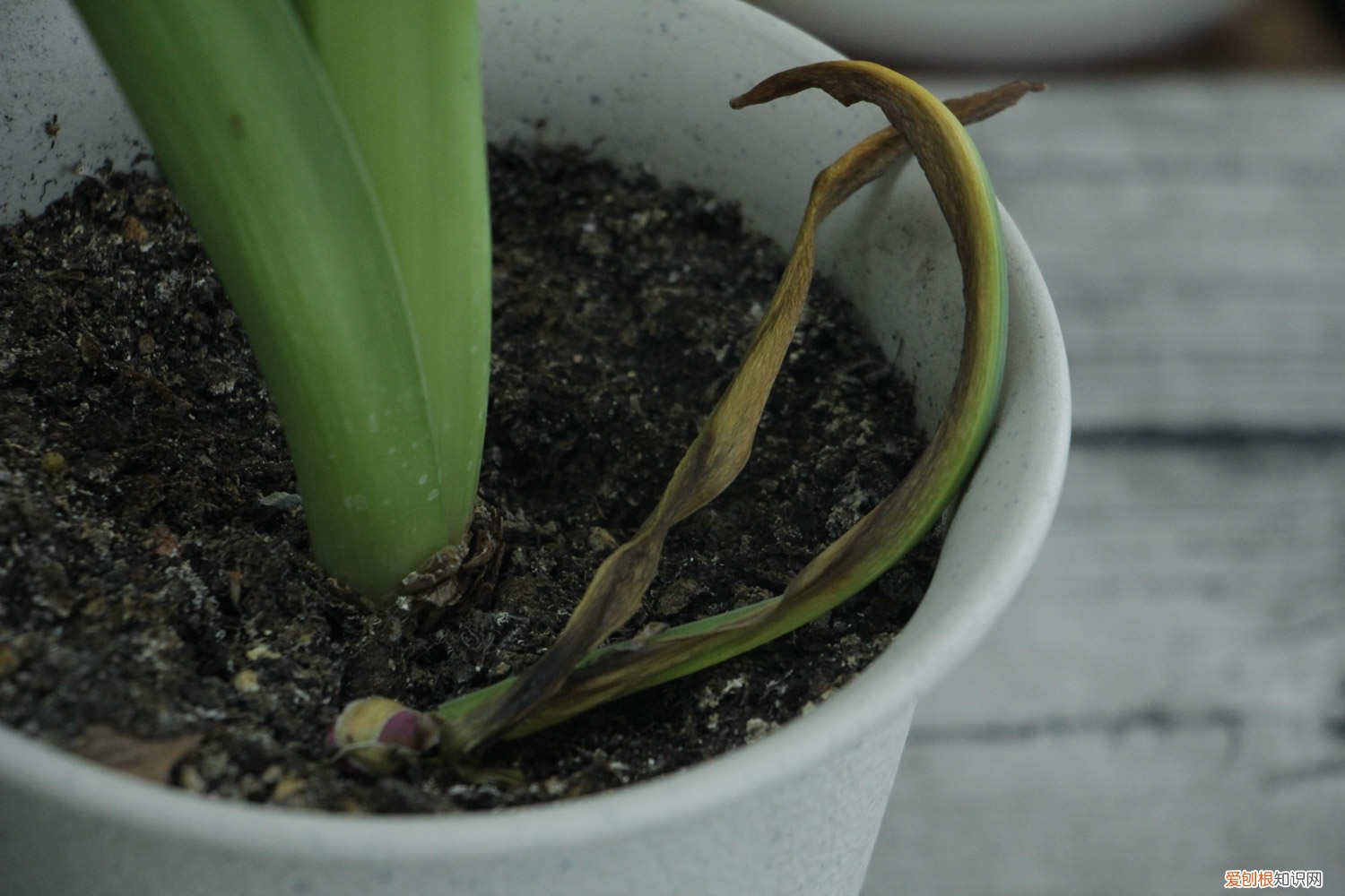 风信子秋天怎样种植 风信子秋天怎么养