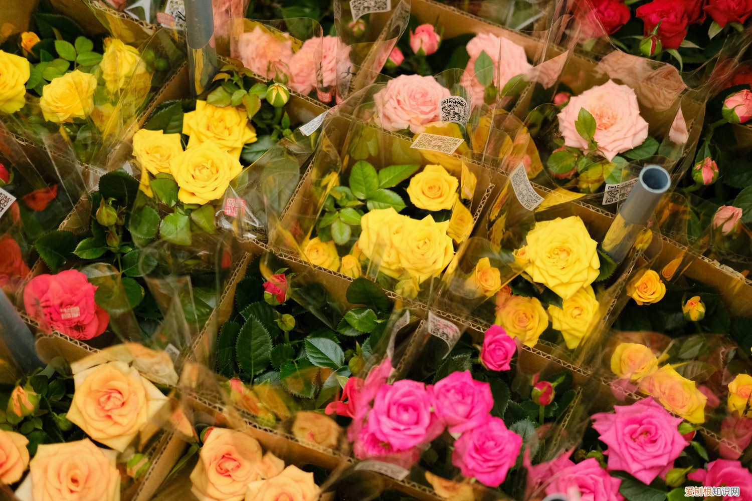 怎么修剪月季花枝 怎么修剪月季花