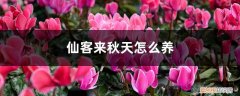 仙客来秋季怎么养 仙客来秋天怎么养