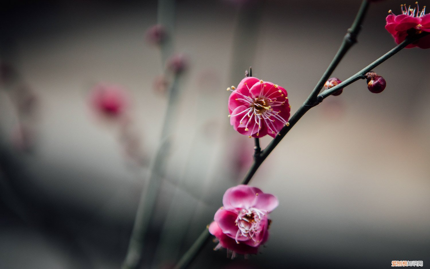 春季梅花怎么养 梅花秋天怎么养