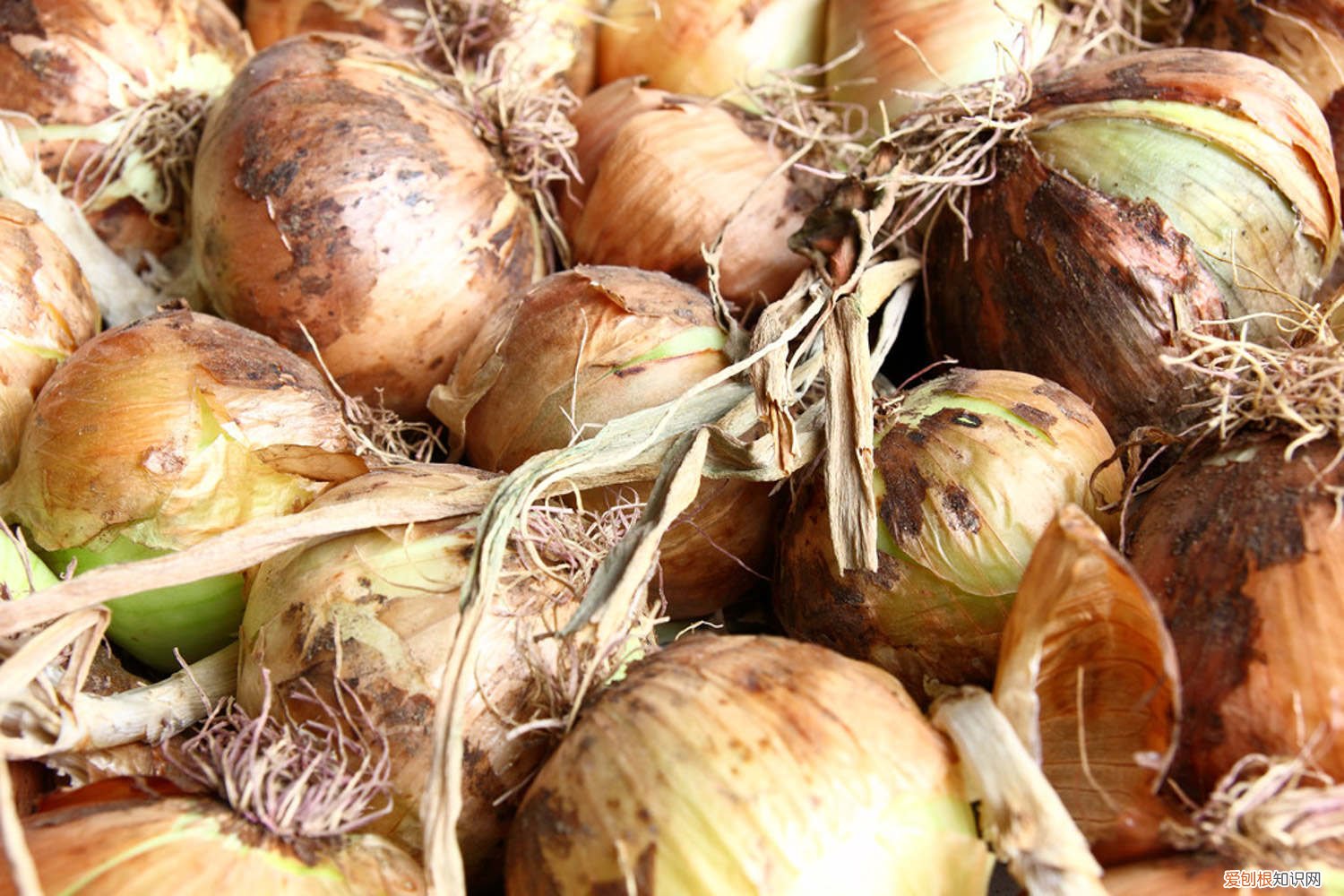 洋葱发芽了怎么种盆栽水培 洋葱发芽了怎么种盆栽