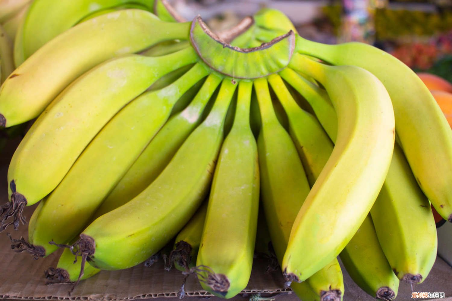 香蕉皮怎么做花的肥料:香蕉皮切碎发酵做液肥 香蕉皮怎么做花的肥料
