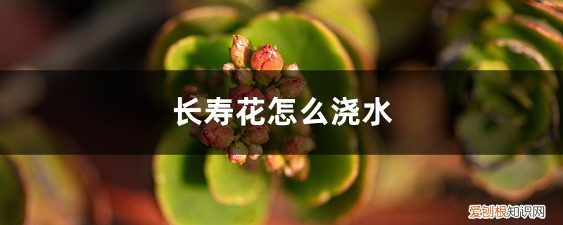 长寿花怎么浇水施肥浇水一次 长寿花怎么浇水