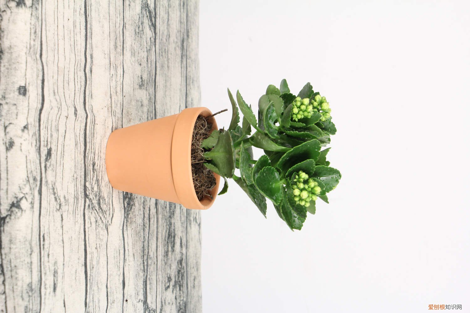 长寿花怎么浇水施肥浇水一次 长寿花怎么浇水