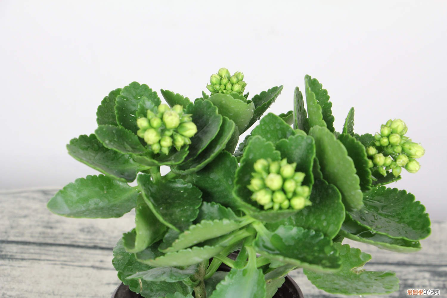 长寿花怎么浇水施肥浇水一次 长寿花怎么浇水