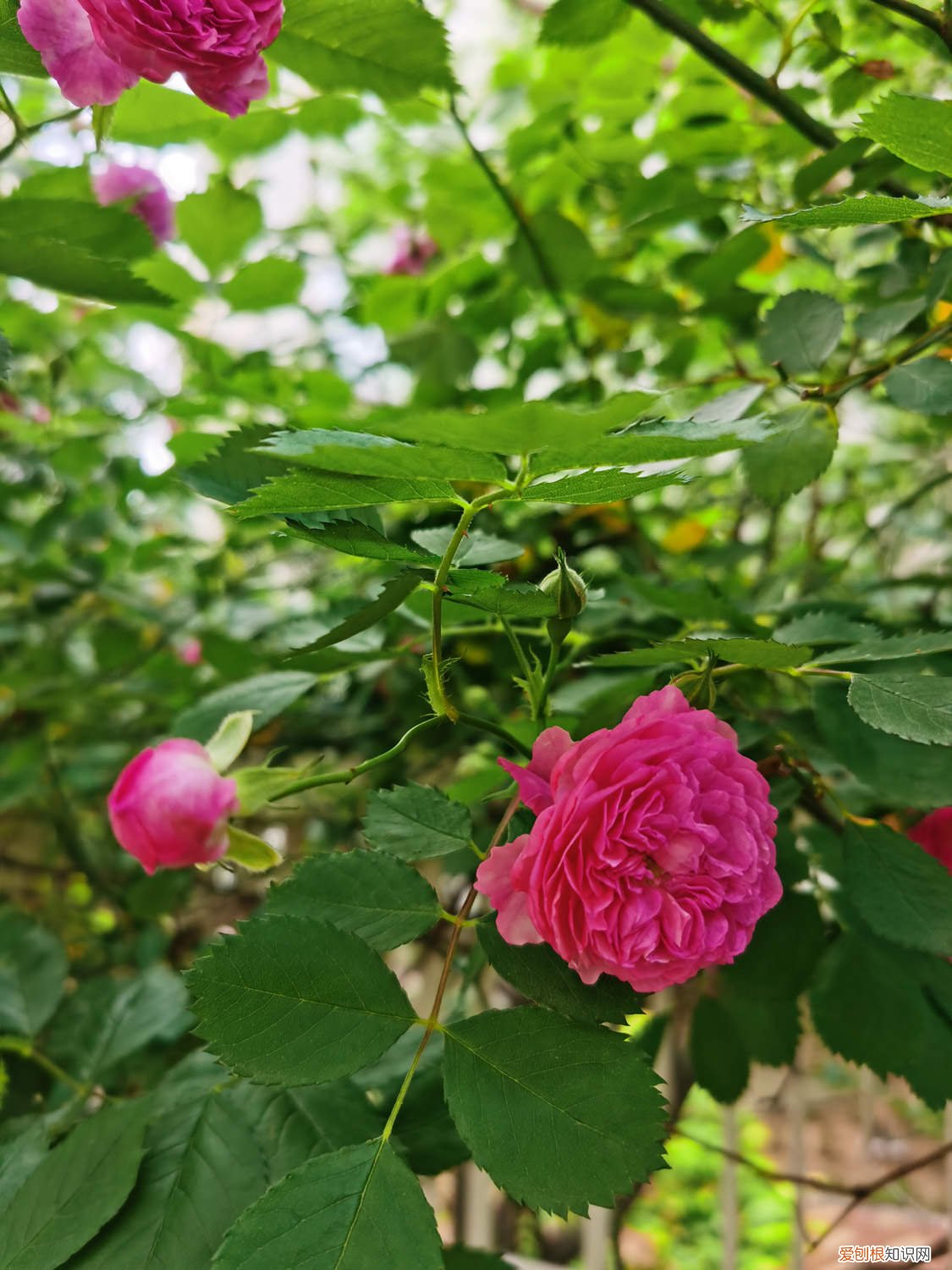 蔷薇冬天怎么养 蔷薇秋天怎么养