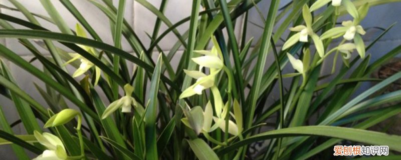 铁兰什么时候换盆 铁骨兰什么季节换盆