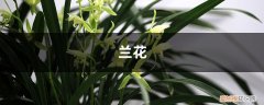 兰花秋天黄叶怎么回事 秋天养“兰花”，避开这4个“风险”，不黄叶不烂根，香气飘满园！