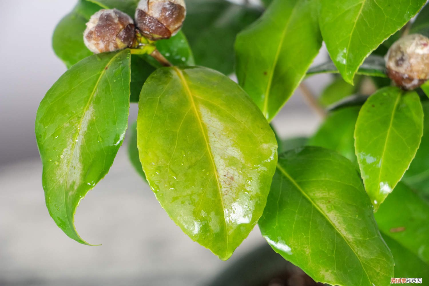 茶花开完后要剪掉花枝吗? “茶花”开花之前，1把剪刀剪一剪，花开得更旺了