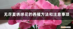 绣球花无尽夏怎么养 无尽夏绣球花的养殖方法和注意事项