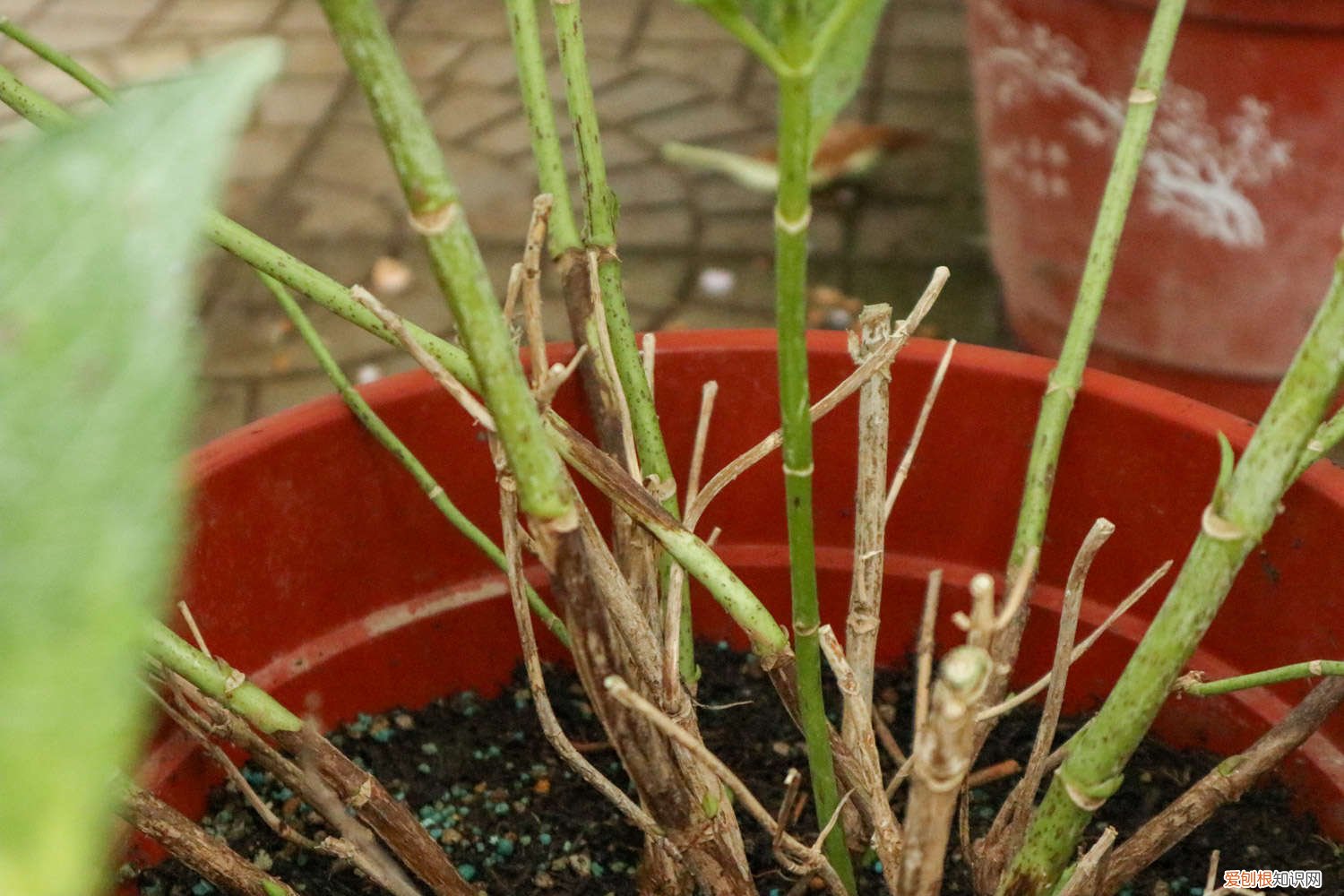 绣球花无尽夏怎么养 无尽夏绣球花的养殖方法和注意事项
