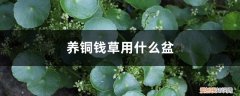种铜钱草的盆 养铜钱草用什么盆