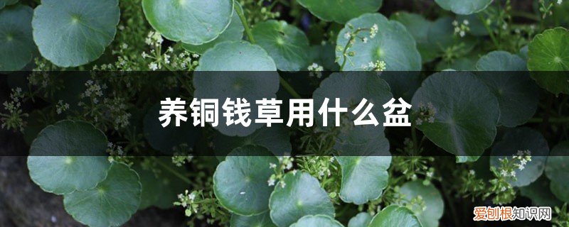 种铜钱草的盆 养铜钱草用什么盆