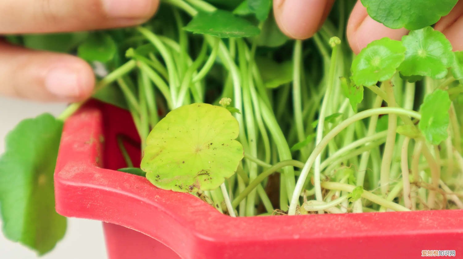 种铜钱草的盆 养铜钱草用什么盆