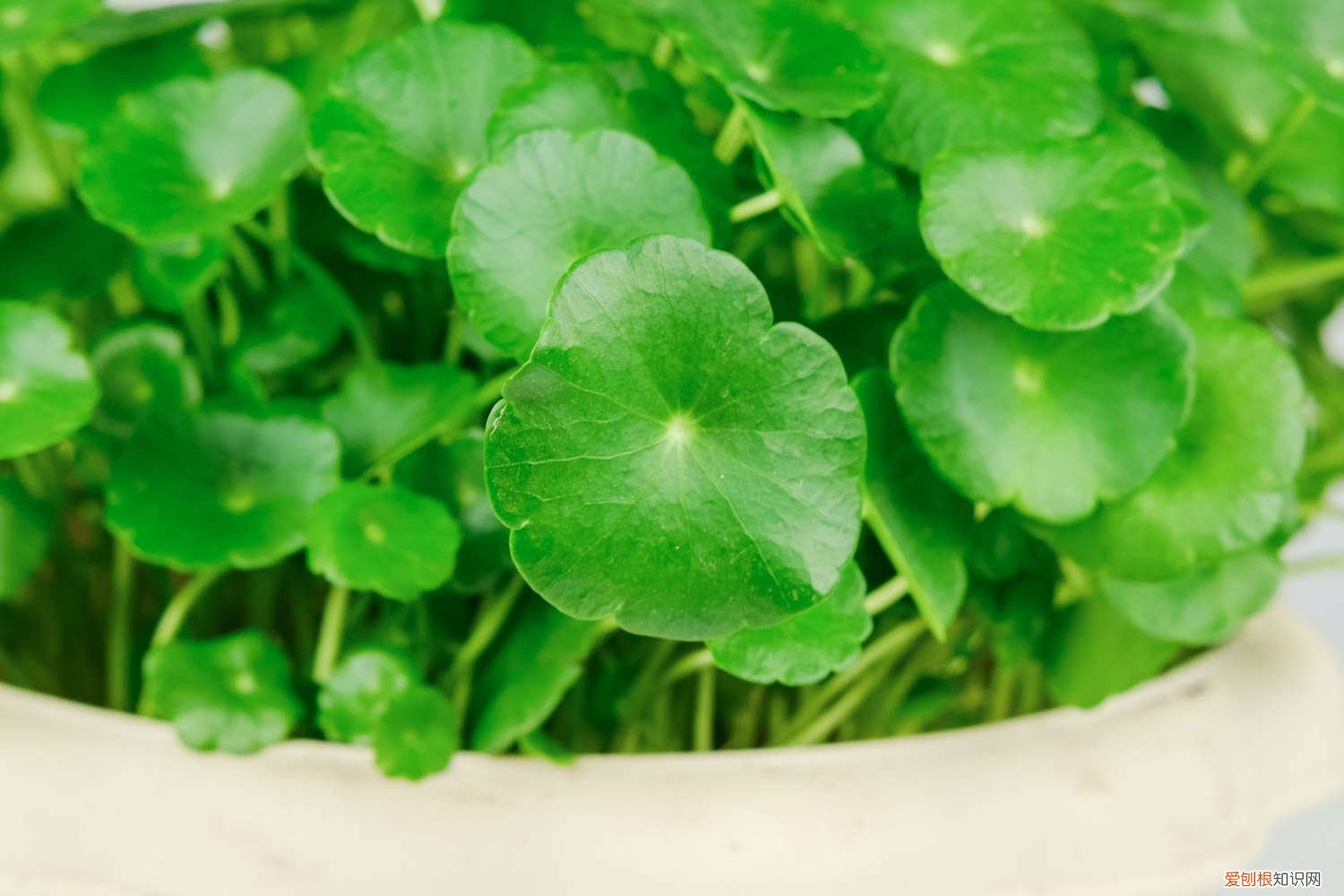 种铜钱草的盆 养铜钱草用什么盆