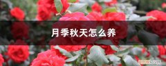 月季秋天怎么养护最好 月季秋天怎么养