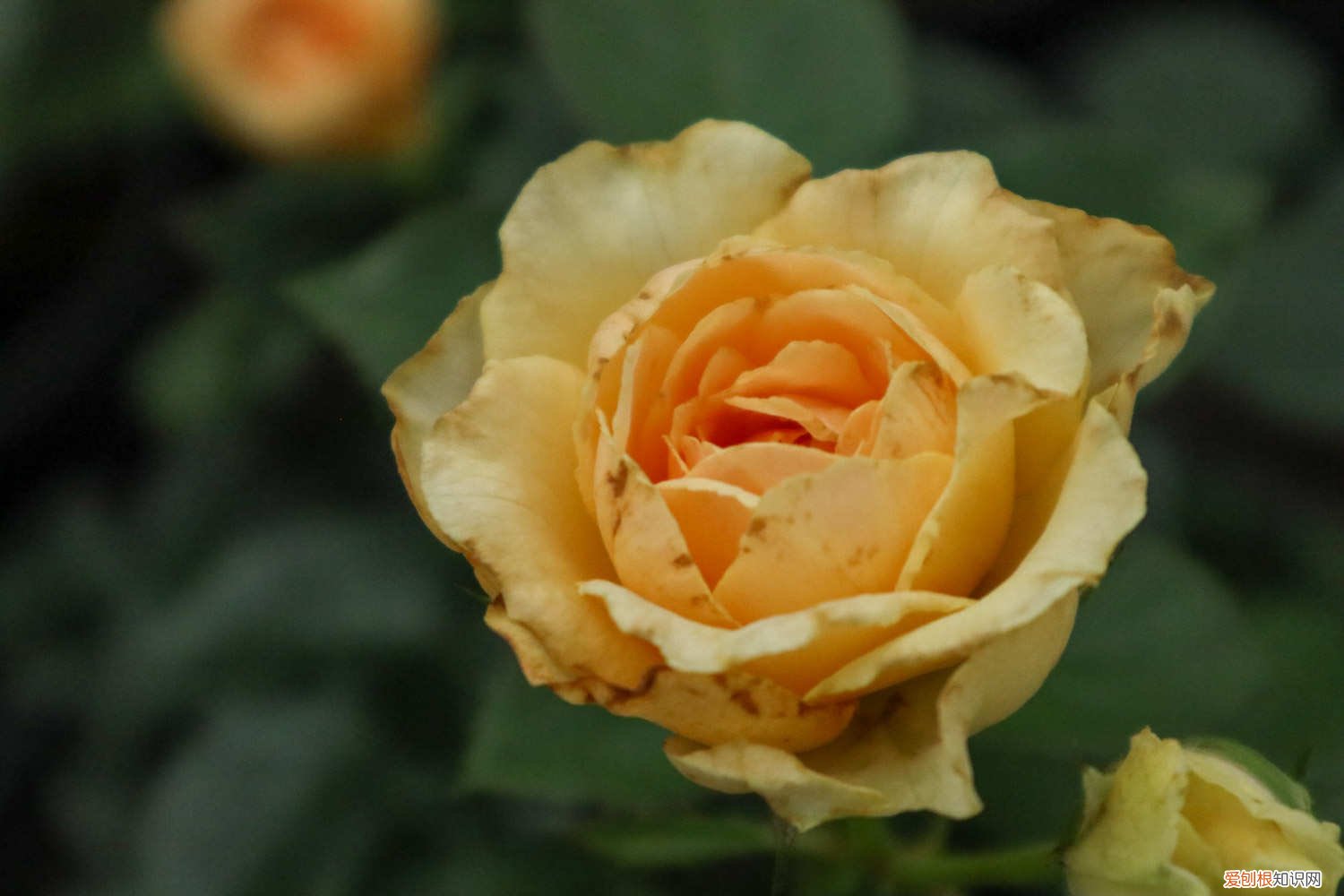 月季秋天怎么养护最好 月季秋天怎么养