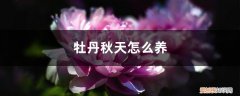 牡丹秋天怎么养殖方法 牡丹秋天怎么养