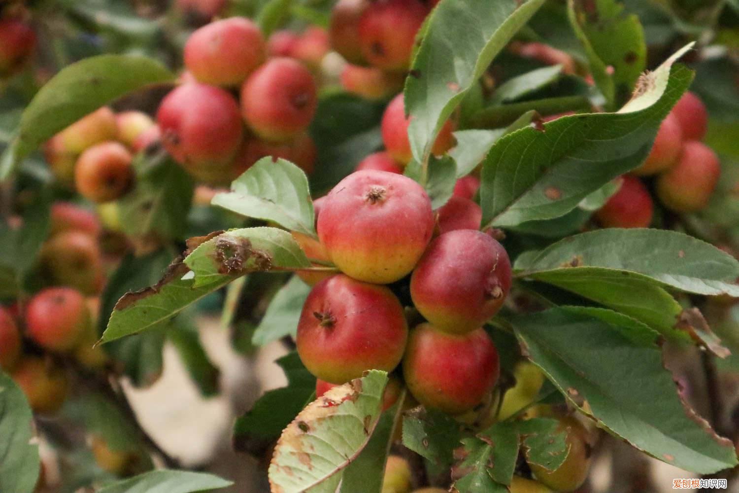 秋天四季海棠怎么养 海棠秋天怎么养
