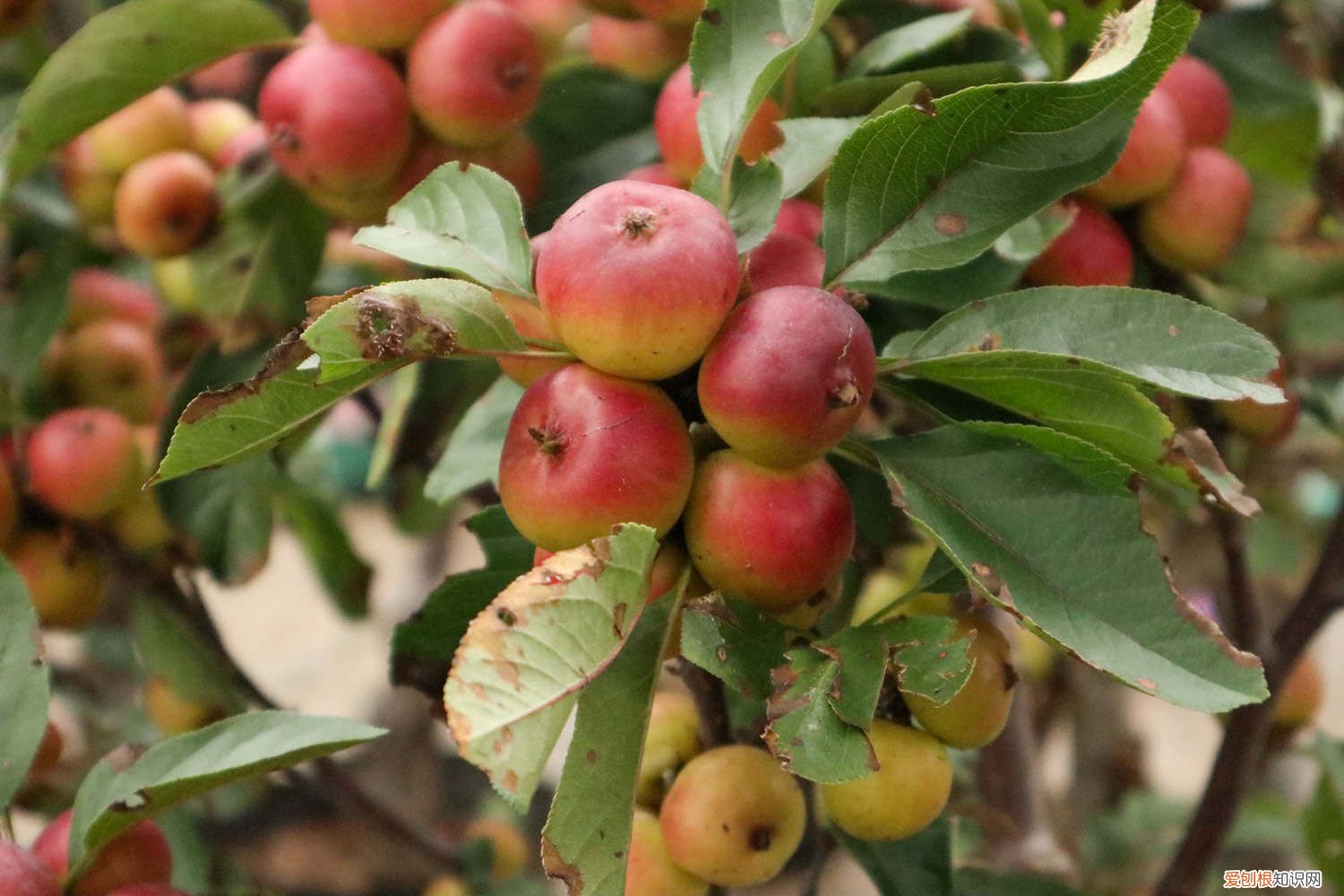 秋天四季海棠怎么养 海棠秋天怎么养