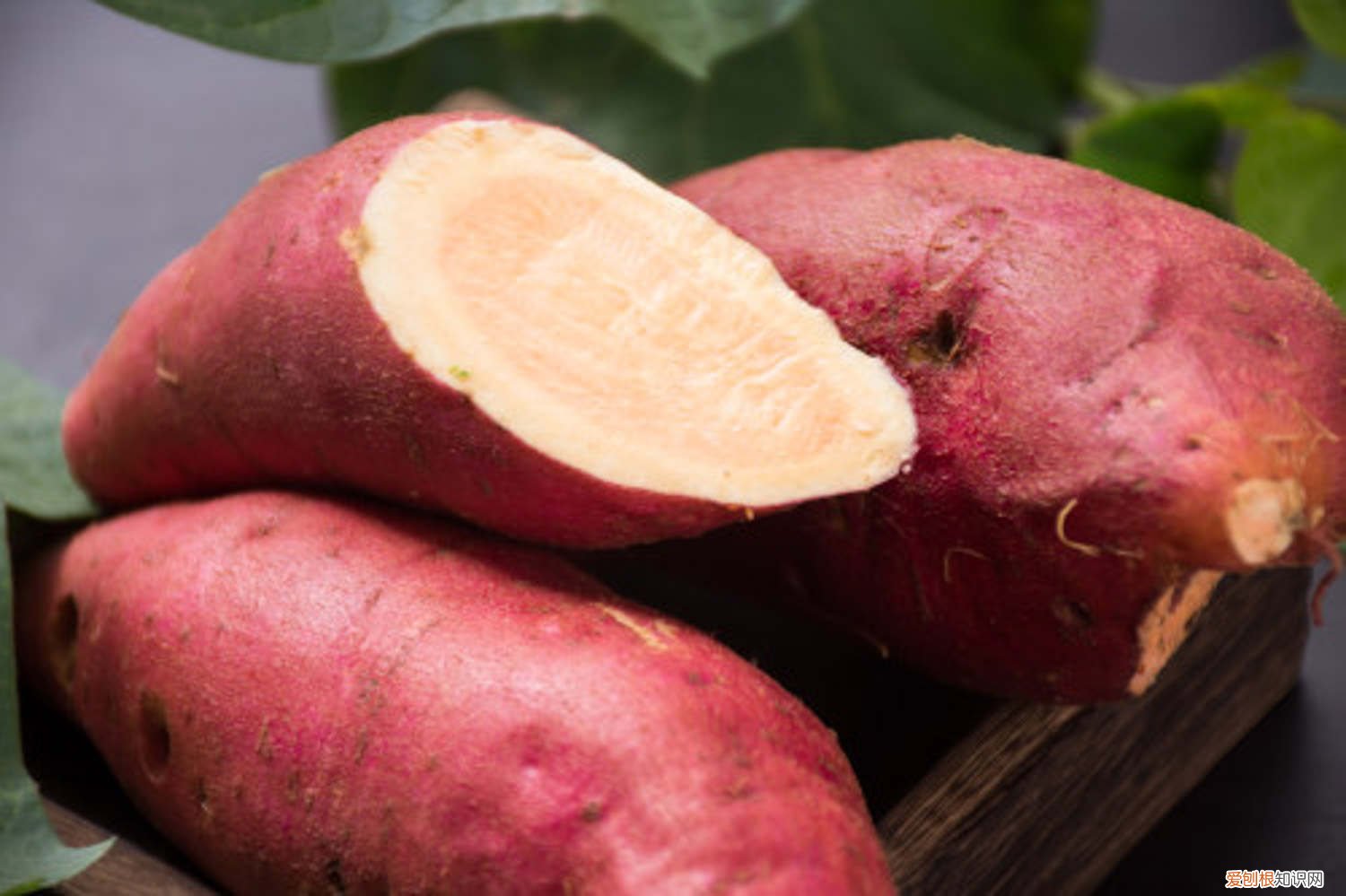 最佳的种植时间红薯的种植时间 红薯什么时候种植最好