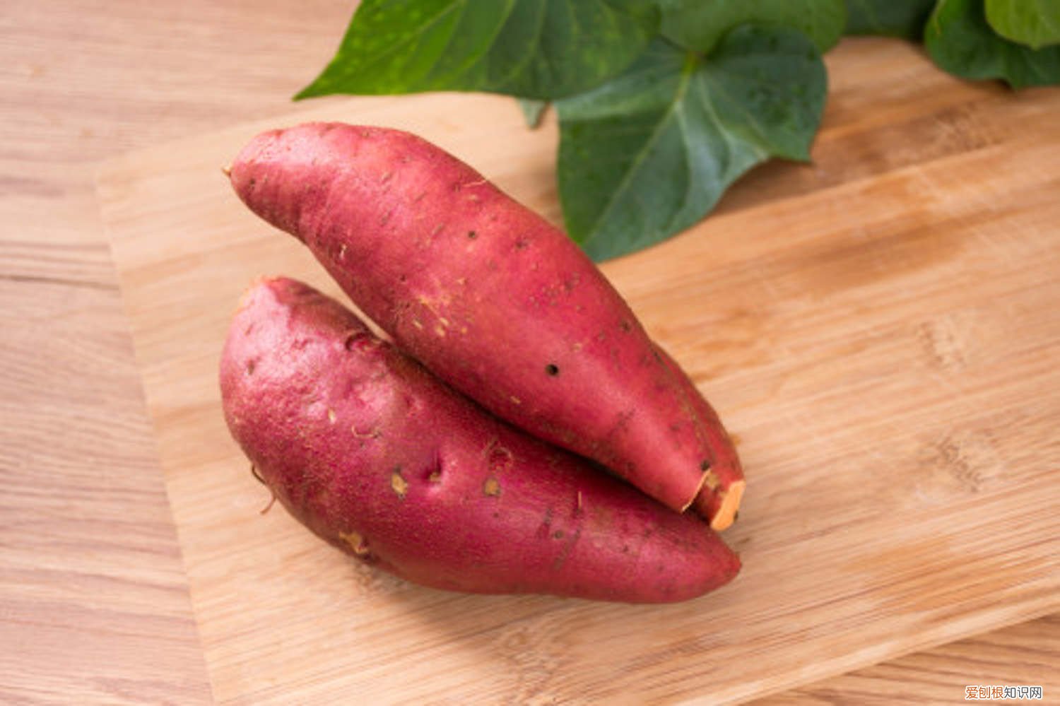 最佳的种植时间红薯的种植时间 红薯什么时候种植最好