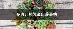 多肉叶片怎么快速生根发芽 多肉叶片怎么出芽最快