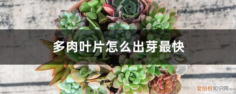 多肉叶片怎么快速生根发芽 多肉叶片怎么出芽最快