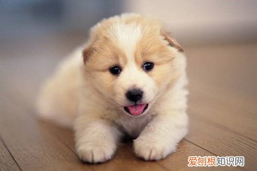 属鸡男和属狗女的适合做夫妻吗 属鸡男和属狗女的性格怎样