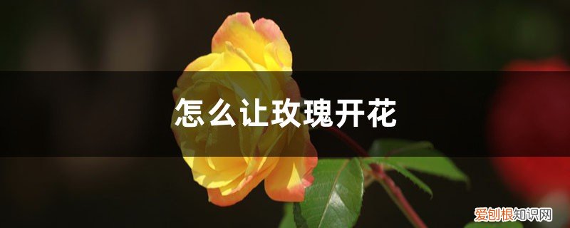 如何让玫瑰花开 怎么让玫瑰开花