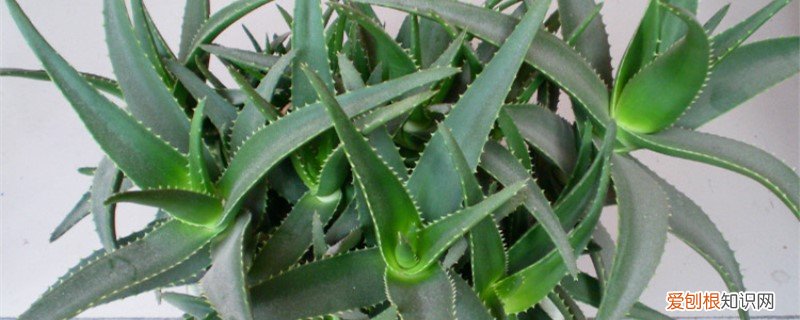 怎么养好虎皮兰花 如何养好海虎兰