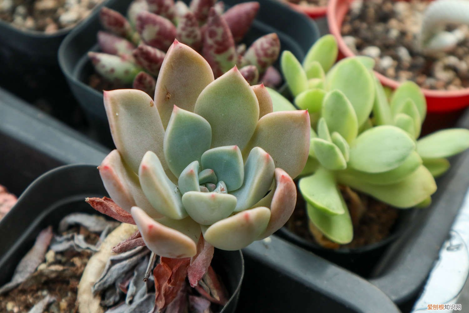 如何养好多肉植物锦系列 如何养好多肉