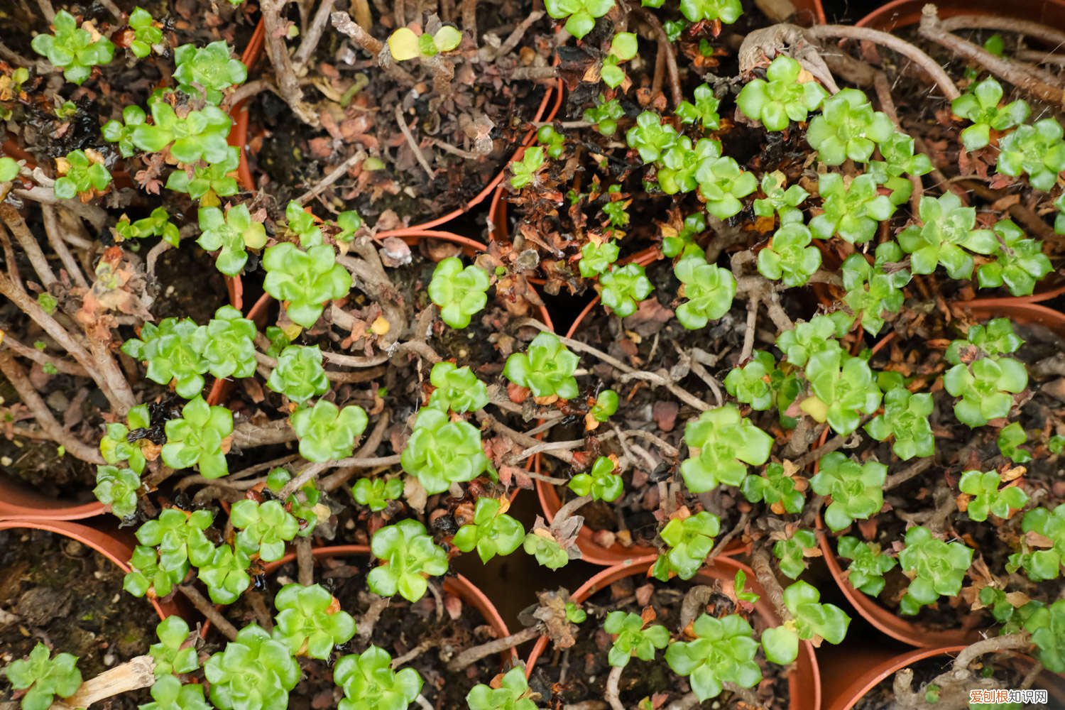 如何养好多肉植物锦系列 如何养好多肉