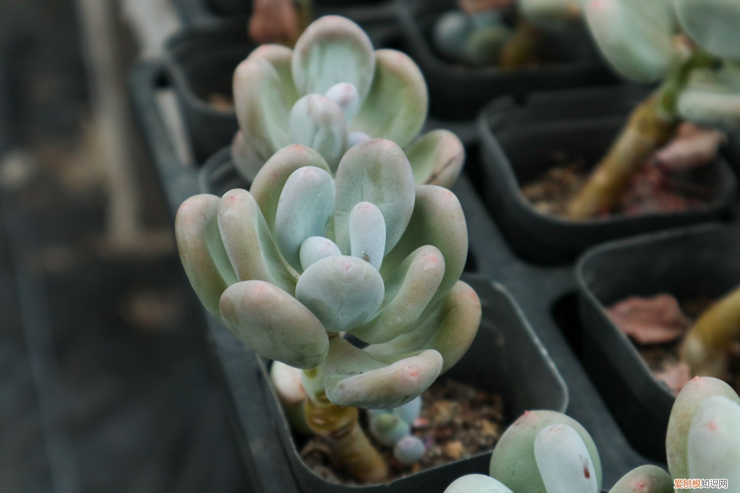 如何养好多肉植物锦系列 如何养好多肉